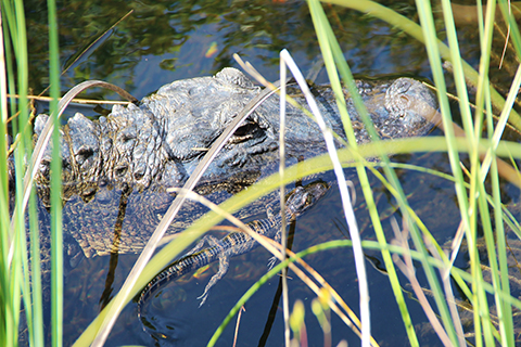 An up close photo of a recently hatched alligator swimming alongside its mother's head.