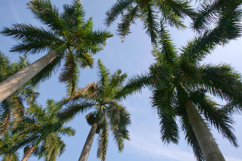 A photo of palm trees on the University of Miami Coral Gables campus.