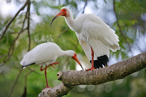 A photo of two Ibises perched on a tree at the University of Miami Coral Gables campus.